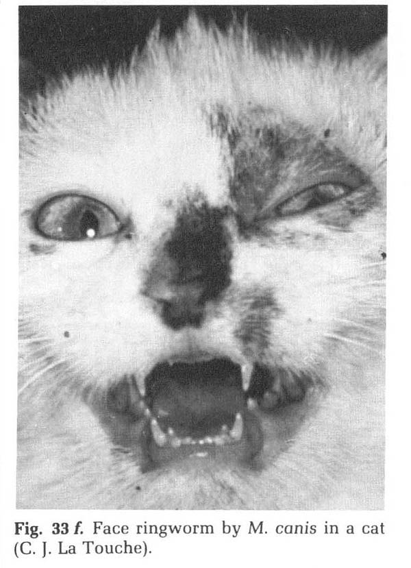 Microsporium Canis 
      
 
 
 
   
   
   
   
   Infection   of   Cat
